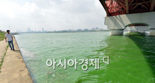 [포토]녹조 가득한 한강