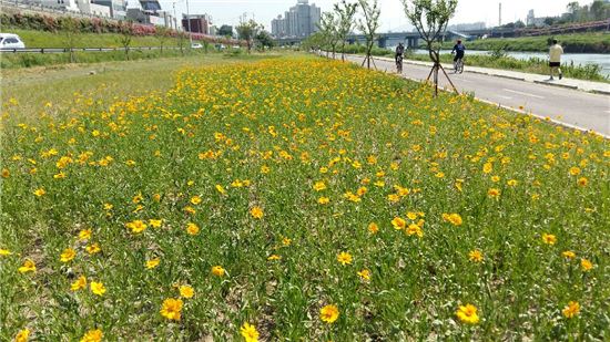 이번 주말 금계국 활짝 핀 중랑천 나들이 가볼까?