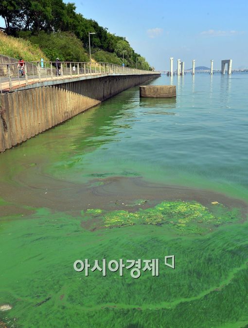 [포토]'초록빛 띄는 한강'