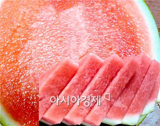 정읍시 ‘단풍미인 씨 없는 수박’ 예약판매 중