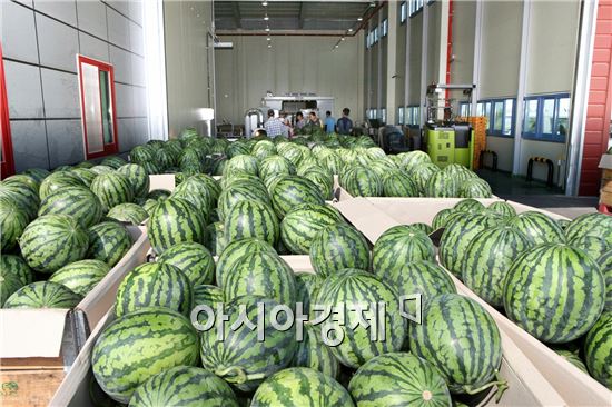 정읍시 ‘단풍미인 씨 없는 수박’ 예약판매 중