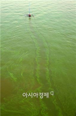서울시, 신곡보 수문 개방키로…한강 녹조 해결되나