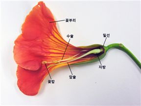 능소화 꽃의 구조 명칭