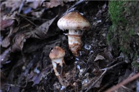 국내 미기록종 버섯 2종류 첫 발견