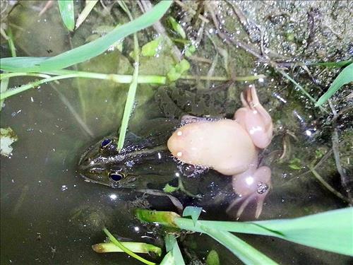 사진제공=환경단체 '두꺼비친구들'