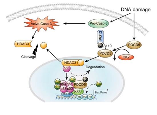 위암세포 자살 유도하는 새로운 단백질 발견