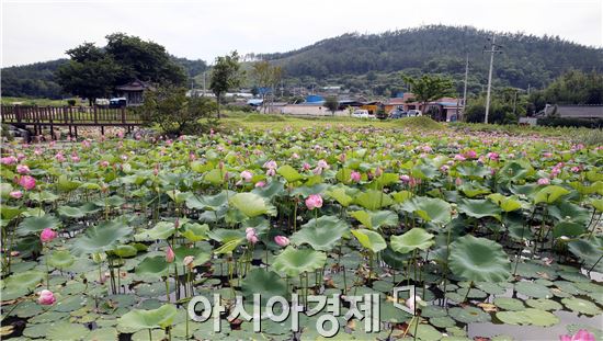 [포토]태풍도 비켜간 연꽃의 아름다움