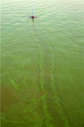 '녹조'로 파랗게 질린 강. 아시아경제DB