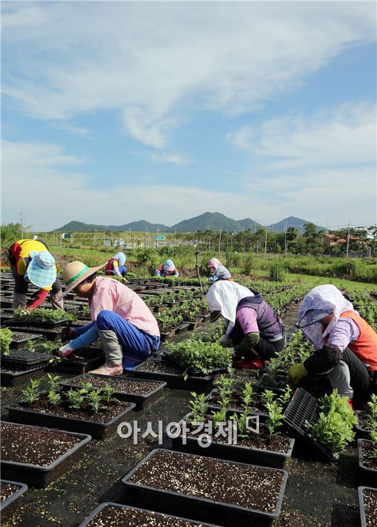 장맛비가 그친 14일 함평군농업기술센터 인근에서 아낙네들이 올해 국향대전에서 사용할 국화를 논에 이식하면서 손길이 분주한다. 올해 국향대전에는 다른 국화축제에서 볼 수 없는 신품종을 선보일 계획이다. 사진제공=함평군