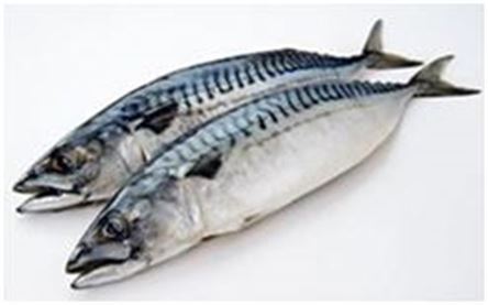 귀해진 국민 생선 고등어…위판량 증가에도 가격 상승