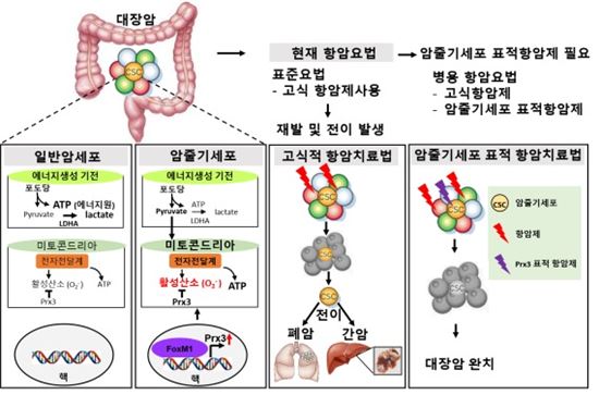 대장암 치료 새로운 길 열릴까