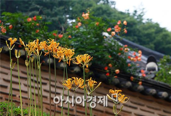 진노랑상사화