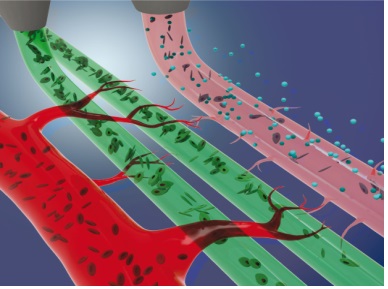 혈관 포함한 장기…3D 바이오 프린터로 출력한다