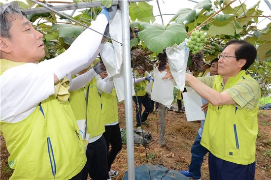 김학현 NH농협손해보험 대표(오른쪽)와 임직원들이 경기도 이천시 도달미마을 포도농가를 방문해 일손을 돕고 있다. 