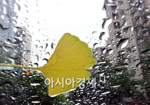 [포토]때이른 낙엽과 빗방울....'여름인데...'