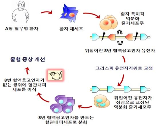 ▲혈우병 환자의 iPS 세포에서 유전자 교정 후 혈관내피세포로 분화시킨 다음 동물 모델에 이식했을 때 혈액 응고 효과를 보여 출혈 증상이 개선됐다.[사진제공=미래부]
