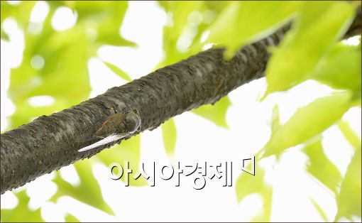 [포토]올 여름 무더위 예고하는 매미