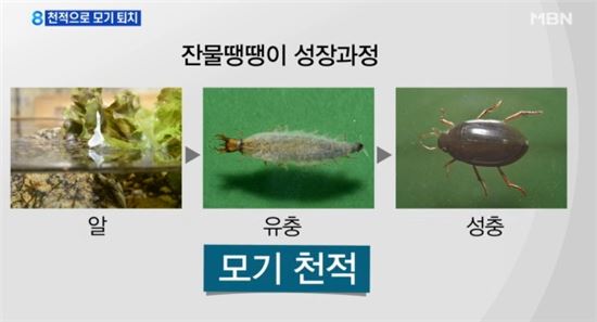 잔물땡땡이, 친환경 모기 퇴치제…'하루에 900마리'