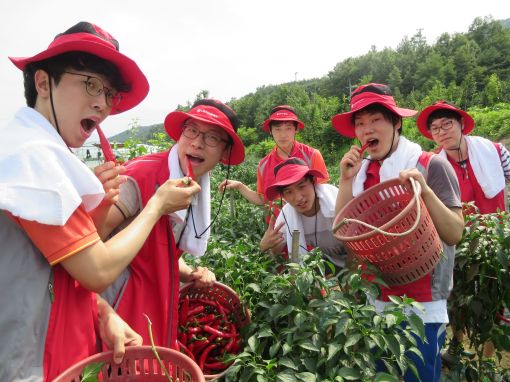 28일 LG디스플레이 신입사원 120여명이 경북 선산군 생곡리 농가를 찾아 일손을 돕고 있다. (사진제공 : LGD)
