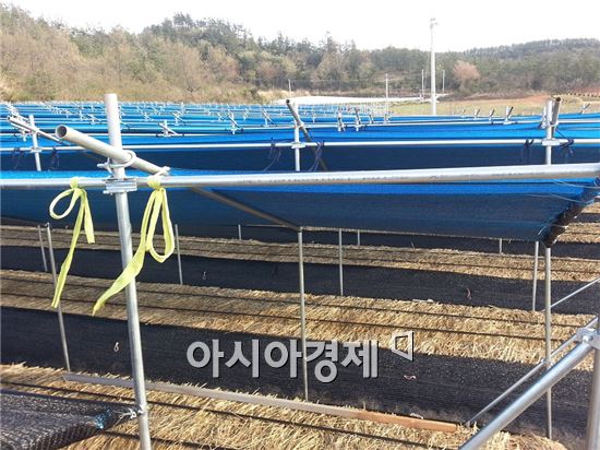 해남군, 인삼해가림 철재 전환 효과 높아 