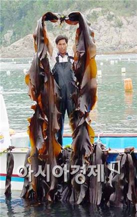 다시마