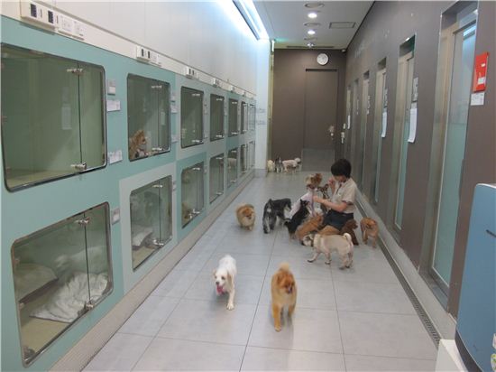 서울 청담동 이리온 내 호텔룸에서 보호되고 있는 반려동물들.
