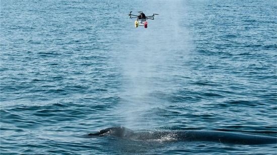 ▲미국 연구팀이 고래의 건강상태를 근접 관찰하는 '웨일콥터'를 개발했다.[사진제공=우즈홀해양연구소]