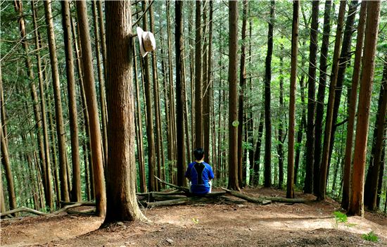 [여행만리]호젓한 편백숲…마음껏 숨고르기를 하자