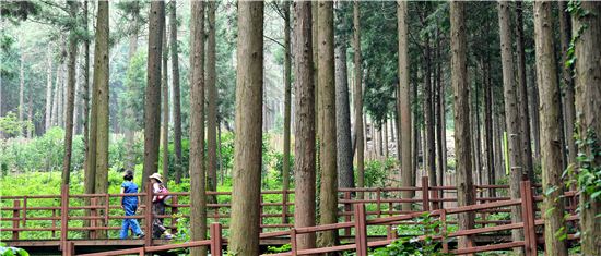 [여행만리]호젓한 편백숲…마음껏 숨고르기를 하자