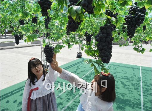 [포토]도심을 보라빛으로 물들인 포도데이