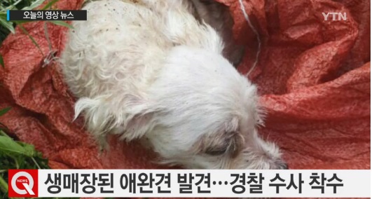 대전에서 쓰레기봉투에 버려진 강아지 발견…당시 상태가