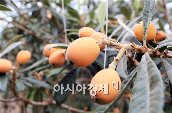 ‘완도자연그대로’ 농축산업 실천이 “위기의 농업농촌 대안”