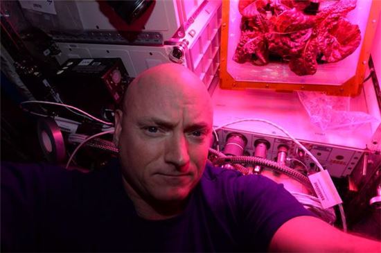▲2015년 ISS에 머물렀던 스콧 켈리가 우주에서 재배한 상추를 배경으로 셀카를 촬영하고 있다.[사진제공=NASA]