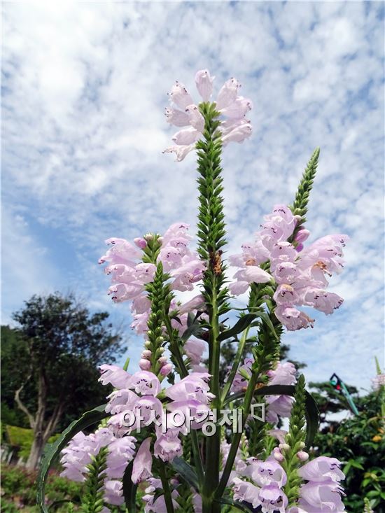 [포토]폭염속 가을을 '파란하늘과 꽃범의 꼬리'