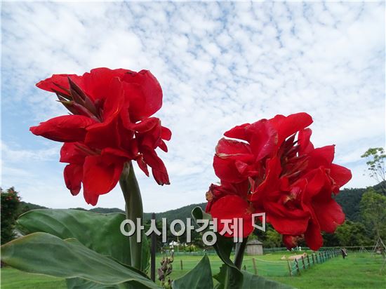 [포토]폭염속에 활짝 핀 붉은 칸나 꽃과 파란하늘