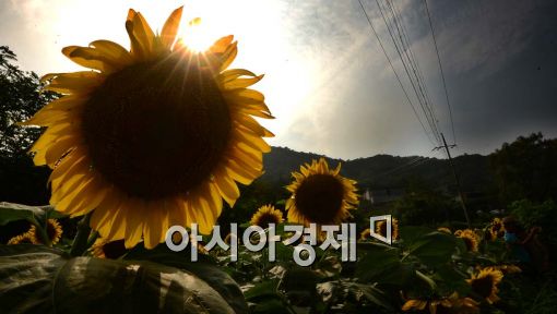[포토]황금빛 해바라기 