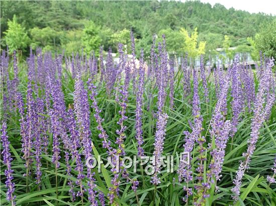 함평자연생태공원에서 야생화도 보고 시원한 매실차도 드세요