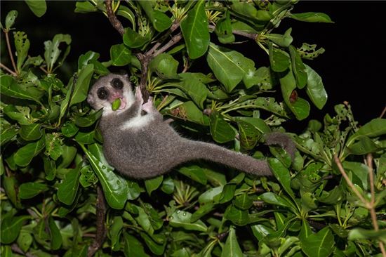▲마다가스카르 북쪽의 무인도인 로시 하라 섬에서 새로운 작은 여우원숭이가 발견돼 관심을 모으고 있다.[사진제공=Louise Jasper/뉴사이언티스트] 