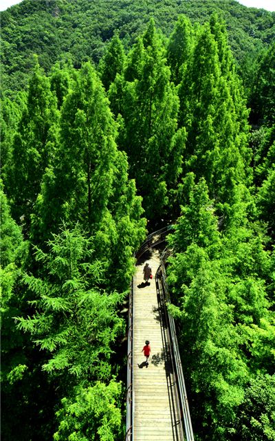 장태산 자연휴양림의 거대한 메타세쿼이아 숲길을 걷는 스카이웨이. 