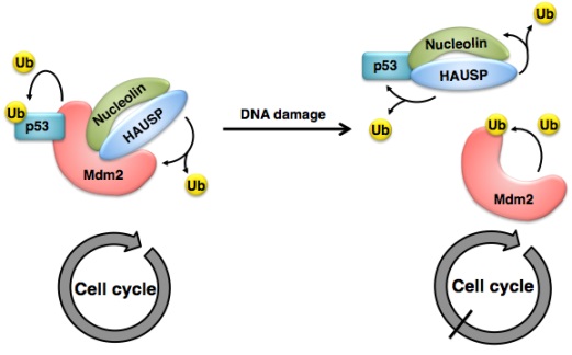 ▲HAUSP-p53-Mdm2-Nucleolin 단백질 복합체.[사진제공=한국연구재단]
