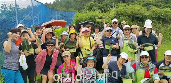 팔방 미인 ‘완도비파’ 도시 소비자 유혹