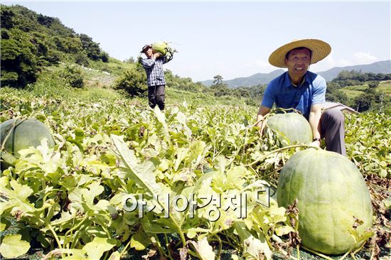 무등산수박(일명 푸랭이)이 출하를 시작했다. 17일 오전 광주 북구 금곡동 무등산수박 정보화마을 인근 노지에서 농민이 탐스럽게 익은 무등산 수박을 수확하고 있다. 금곡동 무등산수박 직판장에서 판매 되는 무등산 수박은 8kg부터 24kg까지며 가격은 8만원에서 26만원 선이다.  사진제공=광주시 북구

  
