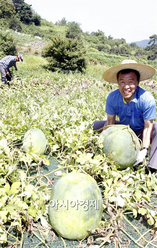 무등산수박(일명 푸랭이)이 출하를 시작했다. 17일 오전 광주 북구 금곡동 무등산수박 정보화마을 인근 노지에서 농민이 탐스럽게 익은 무등산 수박을 수확하고 있다. 금곡동 무등산수박 직판장에서 판매 되는 무등산 수박은 8kg부터 24kg까지며 가격은 8만원에서 26만원 선이다. 사진제공=광주시 북구 
