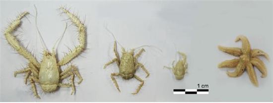 이번 탐사에서 처음 발견된 '키와 게'(Kiwa 속 crab), '일곱 다리 불가사리'(Paulasterias 속 starfish)
