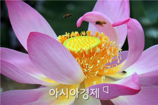 [포토]연꽃에서 꿀 수확하는 꿀벌들