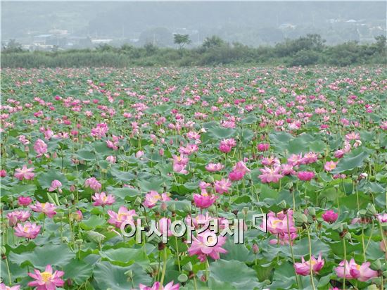 [포토]처서에 만개한 연꽃 장관 