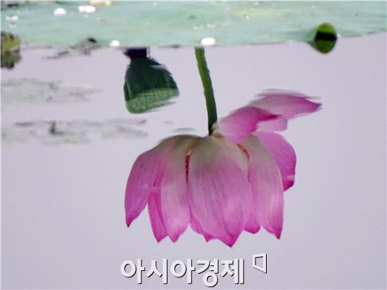 [포토]물에 반영된 연꽃