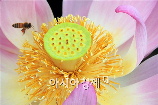 [포토]연꽃에서 꿀을 수확하기에 분주한 꿀벌들