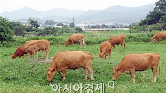 장흥군 풀로만 목장,  팜파티 행사 ‘성료’