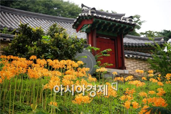 영광 불갑산 상사화 보러 오세요